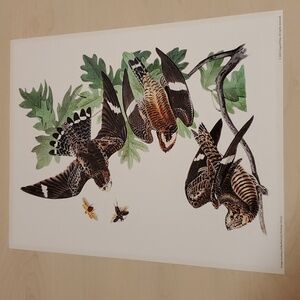 Night Hawk - The Birds of America by John James Audubon, 1842 Poster